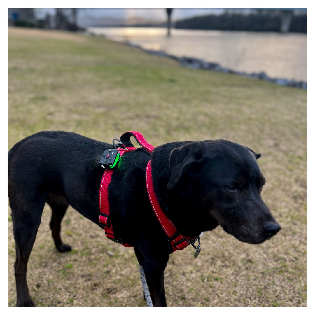 Snap-Lock Mount (Dog/K9/MOLLE) - Guardian Angel Devices